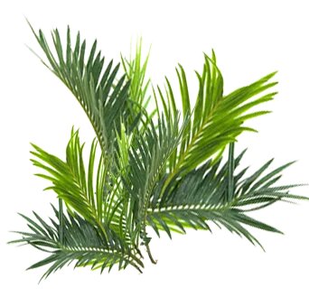 Sabal, suplemento natural