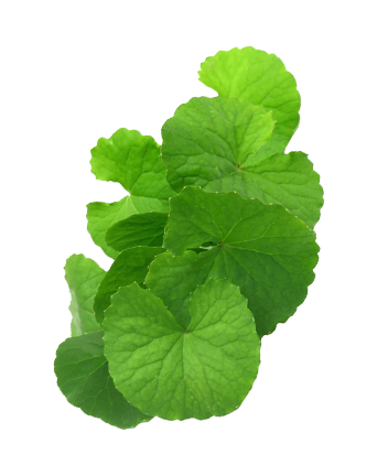 Centella Asiatica, complemento nutricional