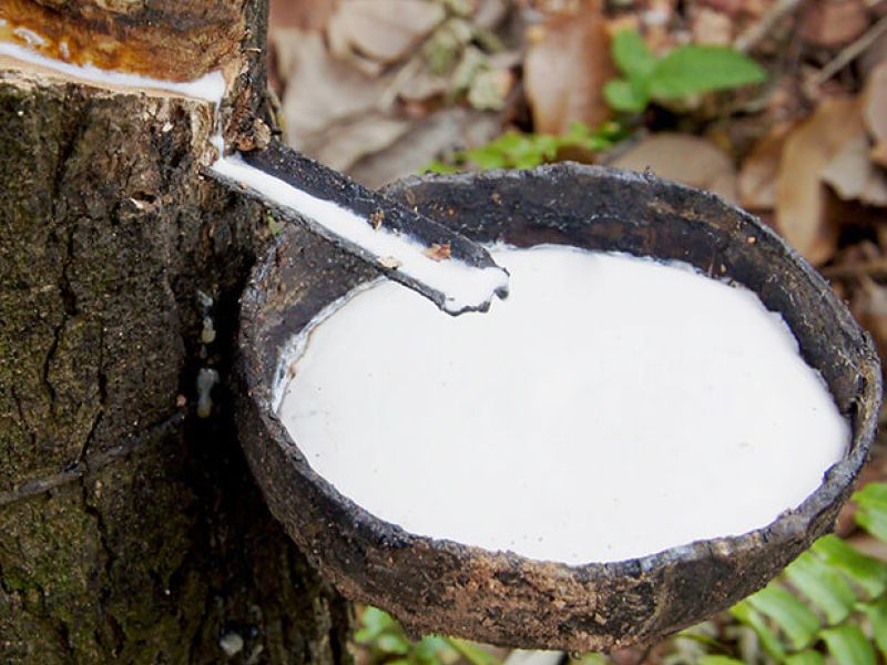 El látex sale del árbol del hule