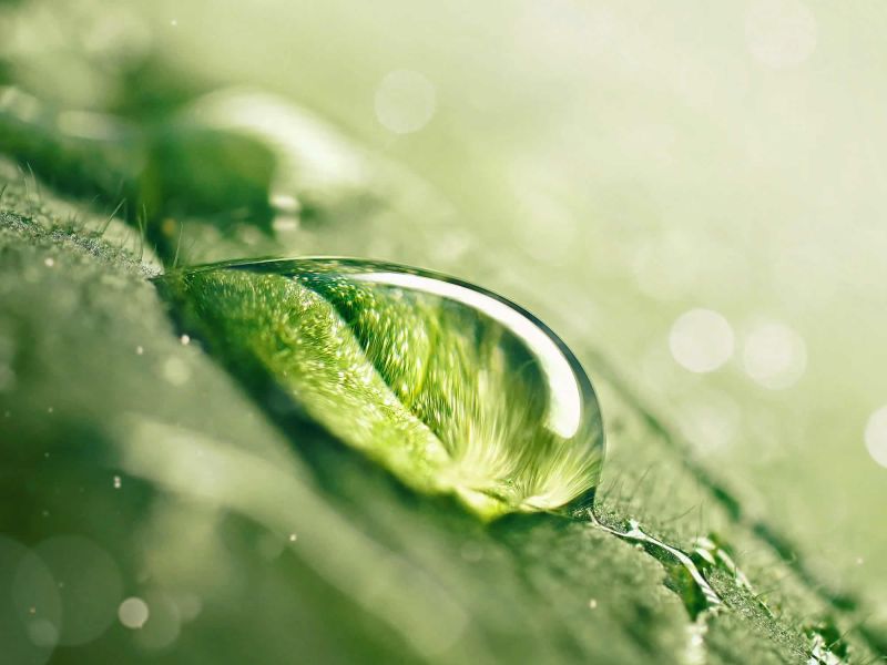 Phytoadvance Tecnologia Suplemento Alimenticia