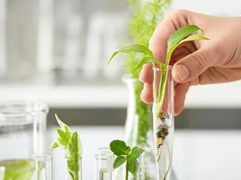 Plantas para complementos alimenticios